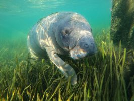 manatee tour florida keys