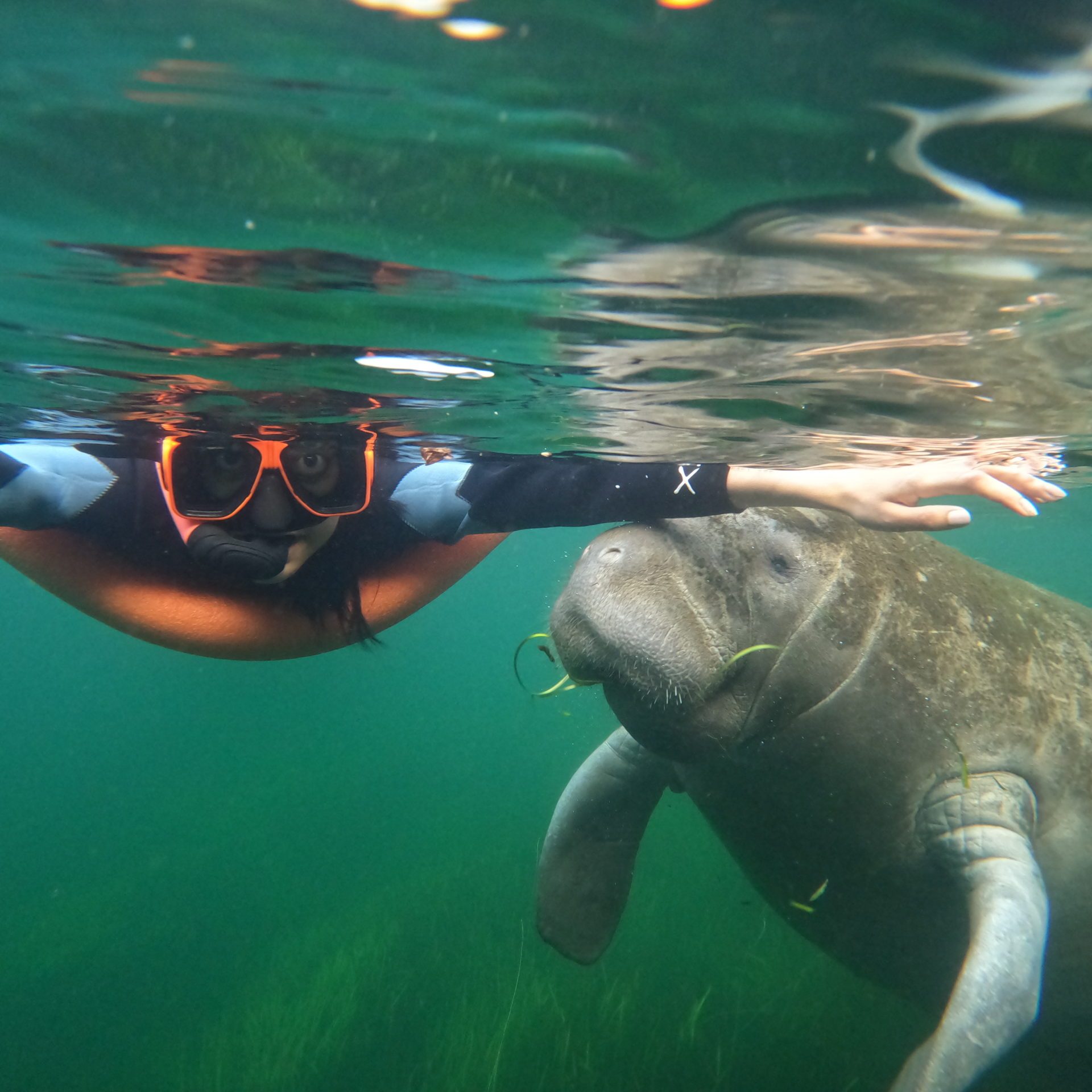 Manatee on water with a person